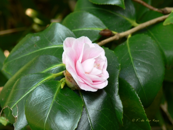 Bois des Moutiers (100) mars 2012